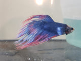 Blue and Red Dragonscale Crowntail Male Betta DSM08
