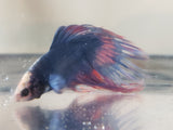 Blue and Red Dragonscale Crowntail Male Betta DSM08