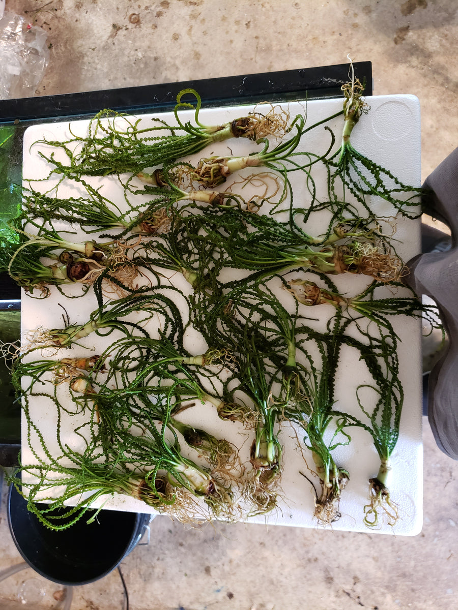 Crinum calamistratum Aquarium Plant  TK Aquatics