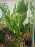 0124 Amazon Sword echinodorus bleheri Small Aquarium Plant