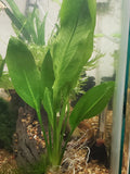 0124 Amazon Sword echinodorus bleheri Small Aquarium Plant