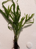 Java Fern "Trident" Aquarium Plant Microsorum Pteropus