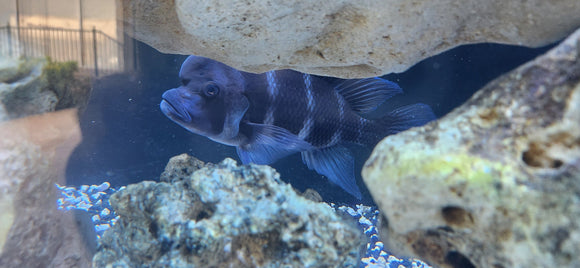 Lake Tanganyika Cichlids