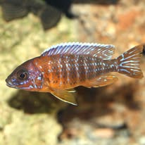 Lake Malawi Cichlids