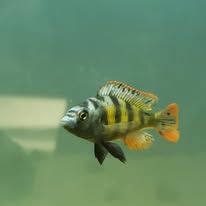 Lake Victoria Cichlids