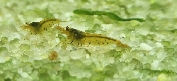 0209 Tangerine Tiger Shrimp Group of 6