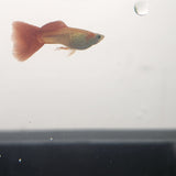 9029  Red Snakeskin Delta Guppy Male