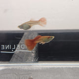 9029  Red Snakeskin Delta Guppy Male