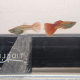 9029  Red Snakeskin Delta Guppy Male