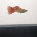 9029  Red Snakeskin Delta Guppy Male