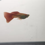 9029  Red Snakeskin Delta Guppy Male