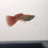 9029  Red Snakeskin Delta Guppy Male