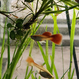 9029  Red Snakeskin Delta Guppy Male