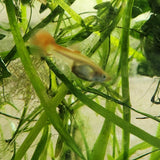 9029  Red Snakeskin Delta Guppy Male