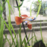 9029  Red Snakeskin Delta Guppy Male