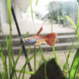 9029  Red Snakeskin Delta Guppy Male