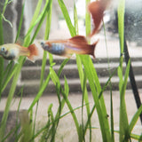 9029  Red Snakeskin Delta Guppy Male