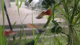 9029  Red Snakeskin Delta Guppy Male
