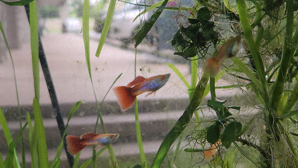 9000 Red Snakeskin Delta Guppy Pair