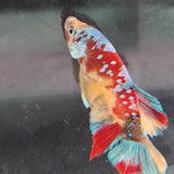 TK03 Koi Betta Male Standard
