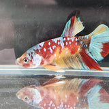 TK03 Koi Betta Male Standard