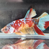 TK03 Koi Betta Male Standard