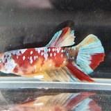 TK03 Koi Betta Male Standard