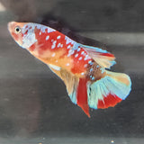TK03 Koi Betta Male Standard