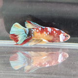 TK03 Koi Betta Male Standard