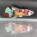 TK03 Koi Betta Male Standard