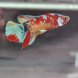 TK03 Koi Betta Male Standard