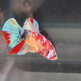 TK03 Koi Betta Male Standard