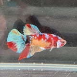 TK03 Koi Betta Male Standard