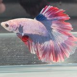 TK06 Halfmoon Betta Male Standard