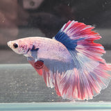 TK06 Halfmoon Betta Male Standard