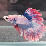 TK06 Halfmoon Betta Male Standard