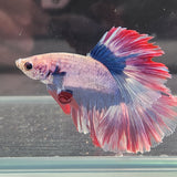 TK06 Halfmoon Betta Male Standard