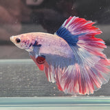 TK06 Halfmoon Betta Male Standard