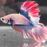 TK06 Halfmoon Betta Male Standard