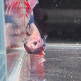 TK06 Halfmoon Betta Male Standard