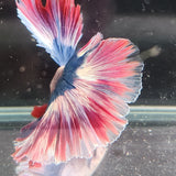 TK06 Halfmoon Betta Male Standard