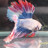 TK06 Halfmoon Betta Male Standard