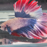 TK06 Halfmoon Betta Male Standard