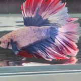 TK06 Halfmoon Betta Male Standard