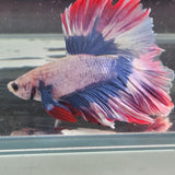 TK06 Halfmoon Betta Male Standard