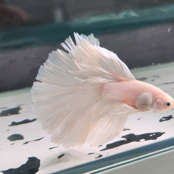 TK08 Halfmoon Betta Male Standard