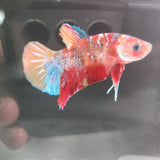 TK09 Koi Betta Male Standard