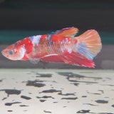 TK09 Koi Betta Male Standard