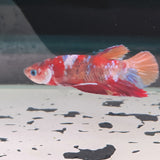 TK09 Koi Betta Male Standard