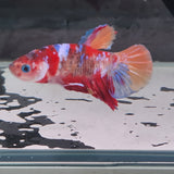 TK09 Koi Betta Male Standard